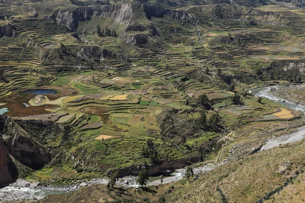在秘鲁 colca 峡谷 — 图库照片