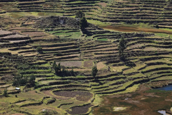 在秘鲁 colca 峡谷 — 图库照片