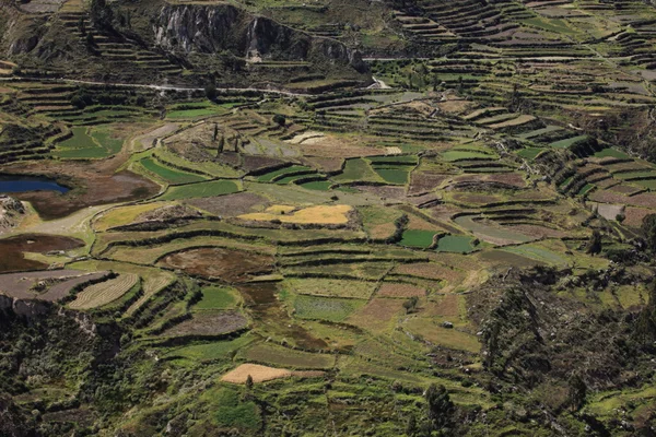 The Colca Canyon in Peru — Stock Photo, Image