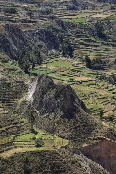 Le canyon Colca au Pérou — Photo