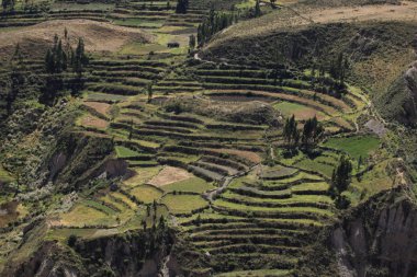 The Colca Canyon in Peru