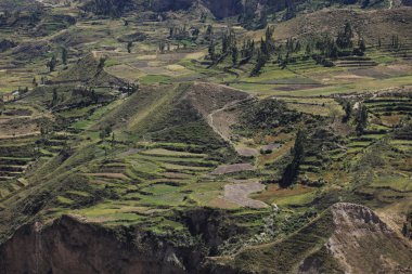 The Colca Canyon in Peru
