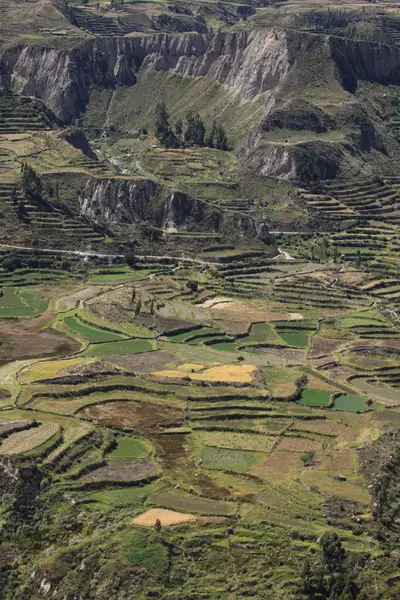 在秘鲁 colca 峡谷 — 图库照片