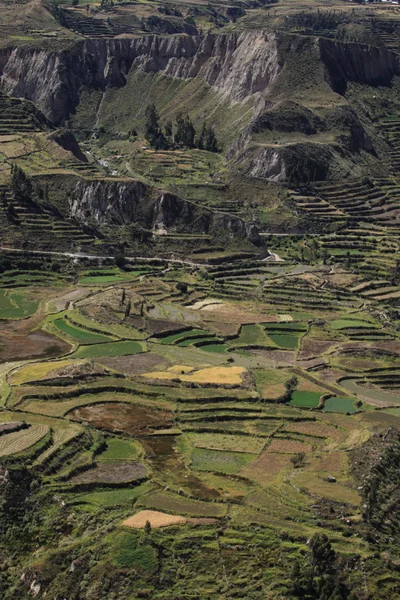 O Canhão Colca no Peru — Fotografia de Stock