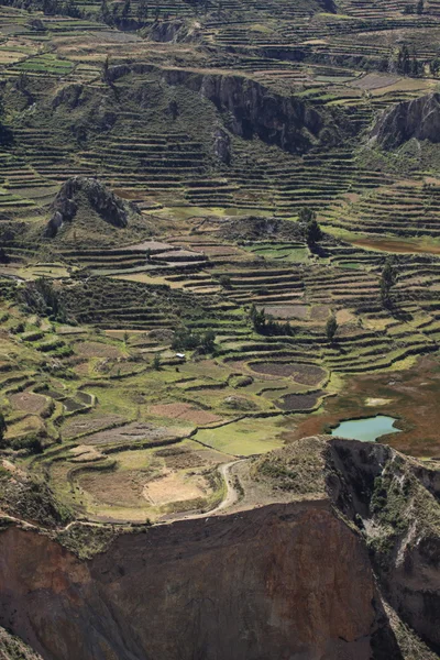 The Colca Canyon in Peru — Stock Photo, Image