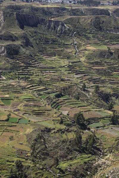 Colca canyon v peru — Stock fotografie