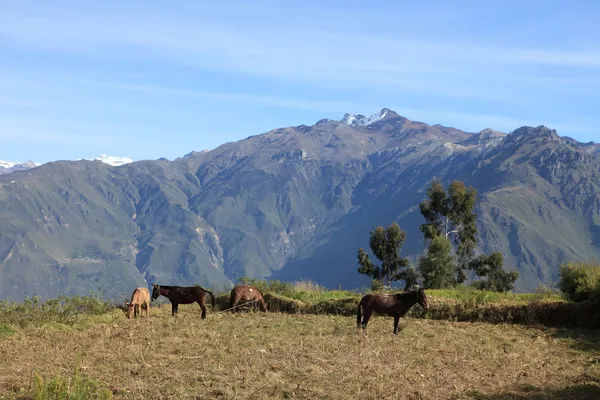 Colheita no Canhão Colca — Fotografia de Stock