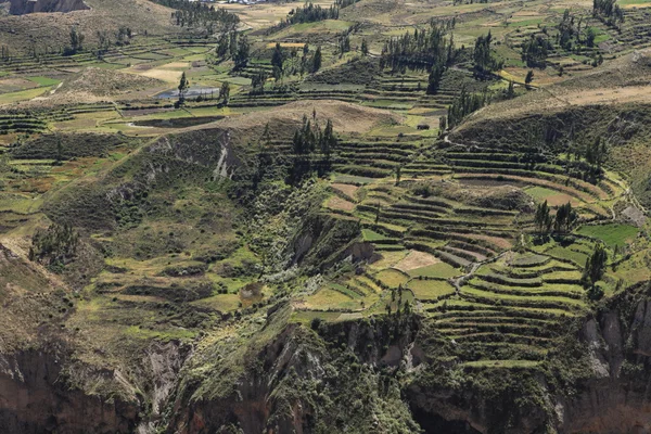 在秘鲁 colca 峡谷 — 图库照片