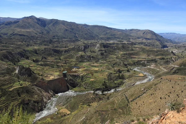 Le canyon Colca au Pérou — Photo