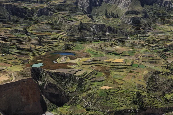 在秘鲁 colca 峡谷 — 图库照片