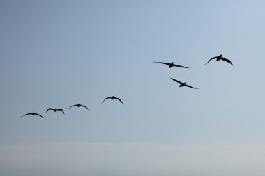 Pelikan ve memeler Islas ballestas