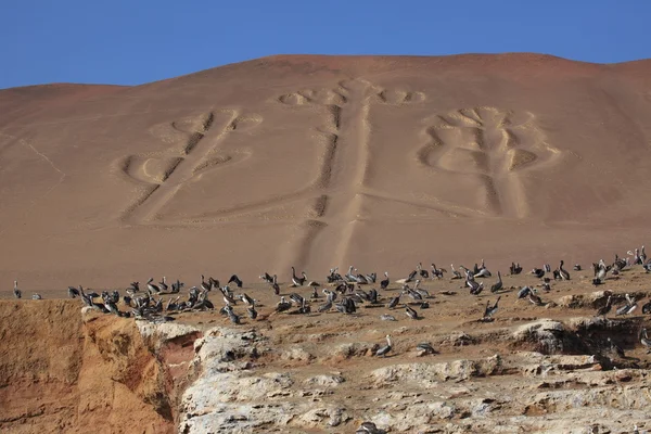 Kandelabr paracas peru — Zdjęcie stockowe