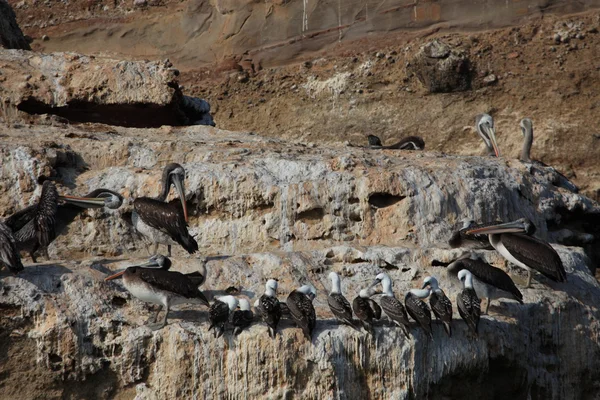 Pelicans e tette alle Ballestas Islas — Foto Stock