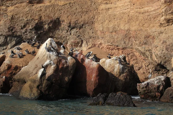 Pelícanos y Tetas en las Islas Ballestas —  Fotos de Stock