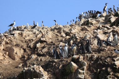 Penguenler Islas ballestas Perulu