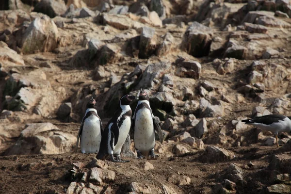 Pingwiny z islas ballestas peru — Zdjęcie stockowe