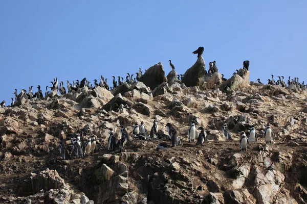 Ptačí kolonie islas ballestas — Stock fotografie