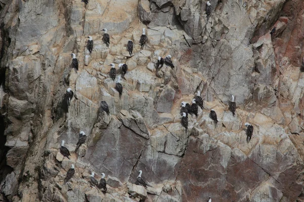 Colônia de pássaros Islas Ballestas — Fotografia de Stock