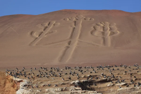 Svícen paracas peru — Stock fotografie