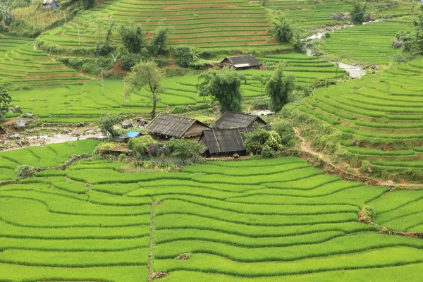 Ladang Beras Vietnam — Stok Foto