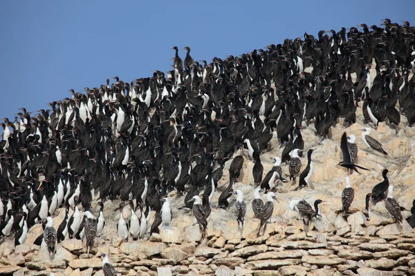 Cormoranes Islas Ballestas Perú — Foto de Stock