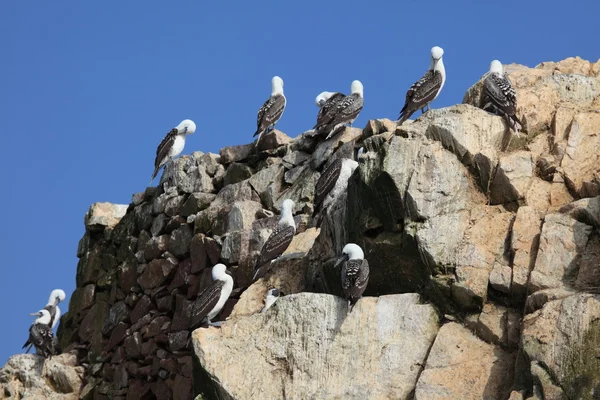 Mavi ayak boobies Islas ballestas — Stok fotoğraf