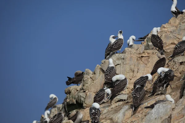 Piede blu Boobies Islas Ballestas — Foto Stock