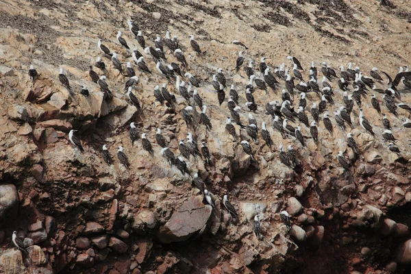 Mavi ayak boobies Islas ballestas — Stok fotoğraf