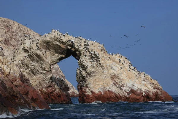 Islas Ballestas Perú — Foto de Stock