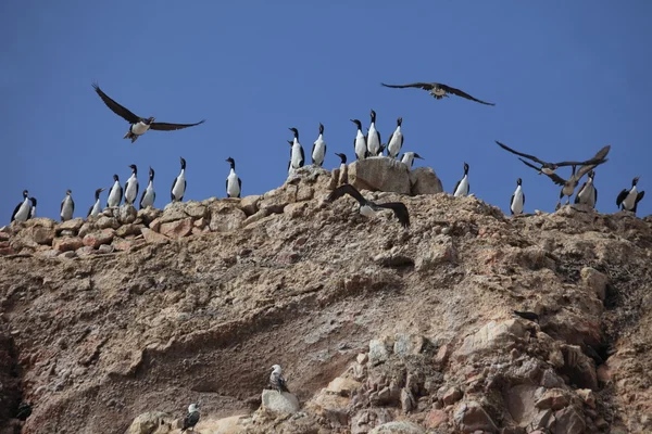 Corvos marinhos Islas Ballestas Peru — Fotografia de Stock