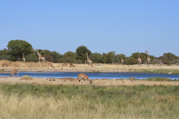 Giraffe in Etosha Park Namibia — Stock Photo, Image