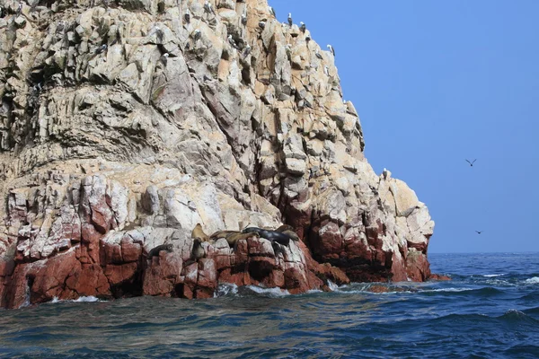 Islas Ballestas Perú — Foto de Stock