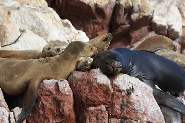 Phoques Islas Ballestas — Photo