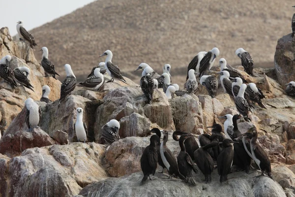 Blue Foot Boobies Islas Ballestas — Stock Photo, Image