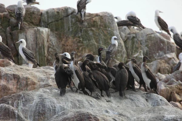 Kormoráni islas ballestas peru — Stock fotografie