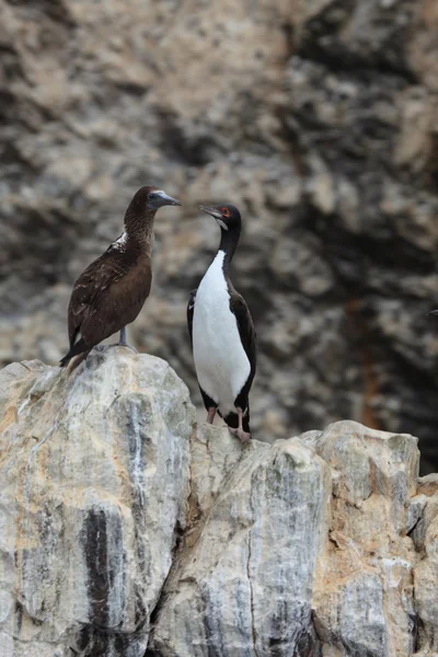 Kormoráni islas ballestas peru — Stock fotografie