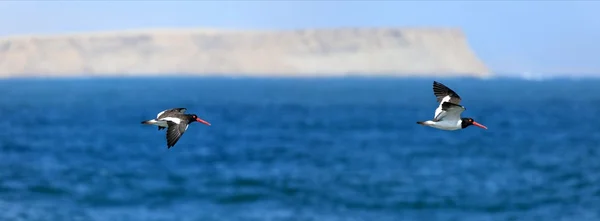 Oystercatcher — стокове фото