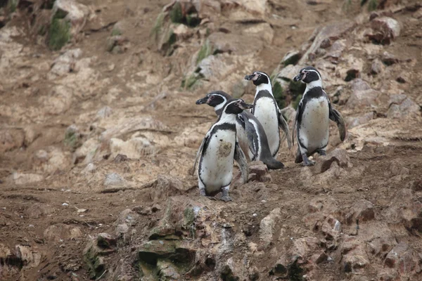 Pingüino de Humbolt Islas Ballestas Perú — Foto de Stock