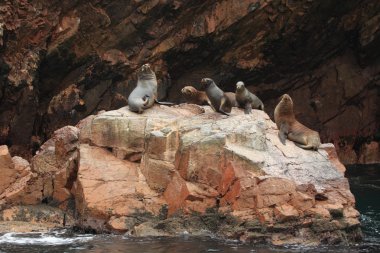 Seals Islas ballestas peru
