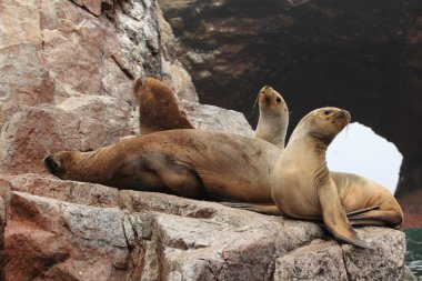 Seals Islas ballestas peru