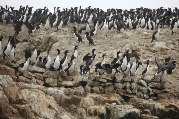 Ballestas cormorano coloney islas — Foto Stock