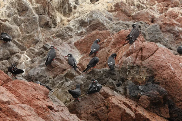 Golondrina inca — Foto de Stock