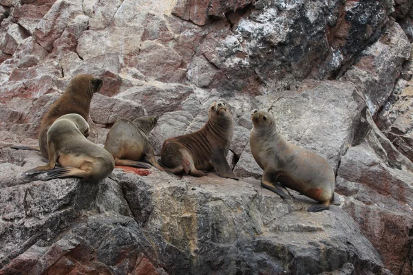 Seals Islas ballestas peru — Stok fotoğraf