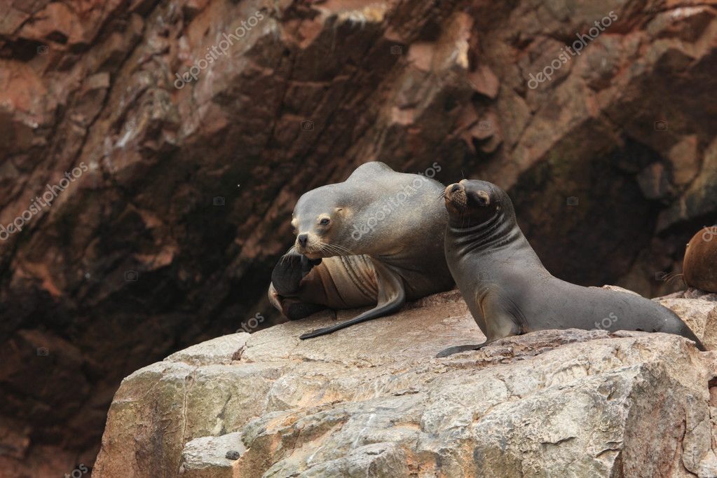 Seals on Islas Ballestas Peru — Stock Photo © hecke06 35985975