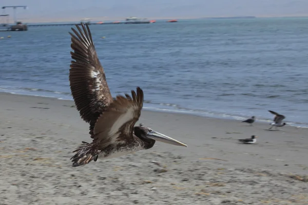 Brown Pelican — Stock Photo, Image