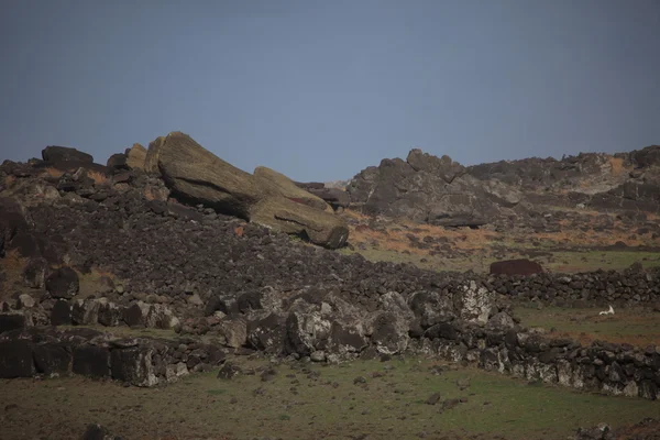 Paskalya adası moai heykeli — Stok fotoğraf