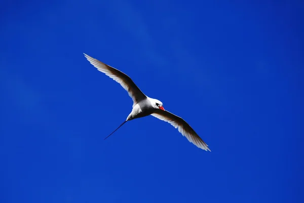 Tropicbird-de-bico-vermelho — Fotografia de Stock