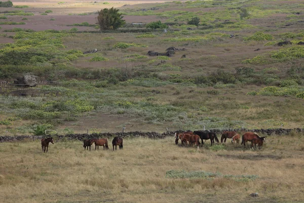 Caballos — Foto de Stock