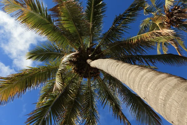 Isla de Pascua Palm Forest — Foto de Stock