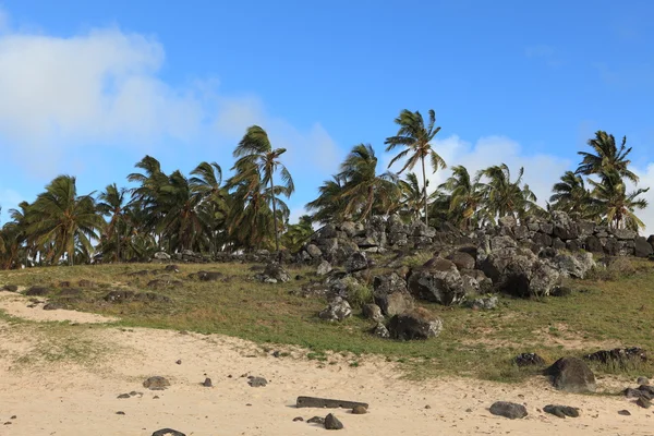 Ліс пальмового острова Пасхи — Zdjęcie stockowe